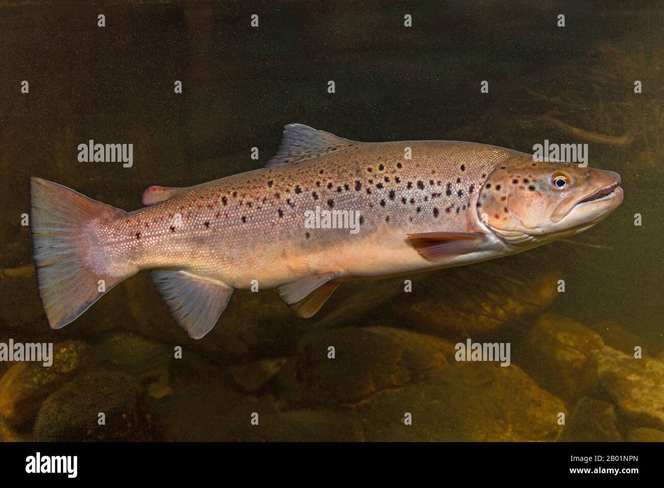 Il lago di trote (Salmo trutta lacustris), vista laterale Foto Stock