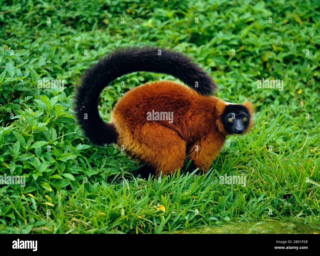 Lemure rosso rosato (Varecia variegata rubra, Varecia rubra), in un prato Foto Stock