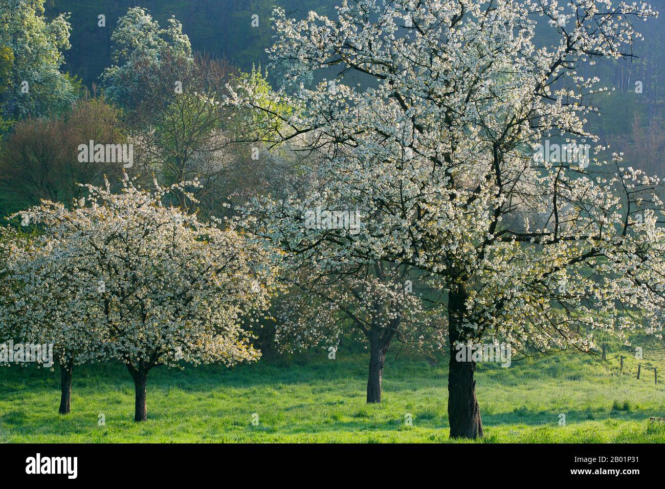 Apple Tree (Malus domestica), albero di mele in fiore su un prato di alberi da frutto, Belgio, Limburgo, Sint-Martens-Voeren, Voerstreek Foto Stock