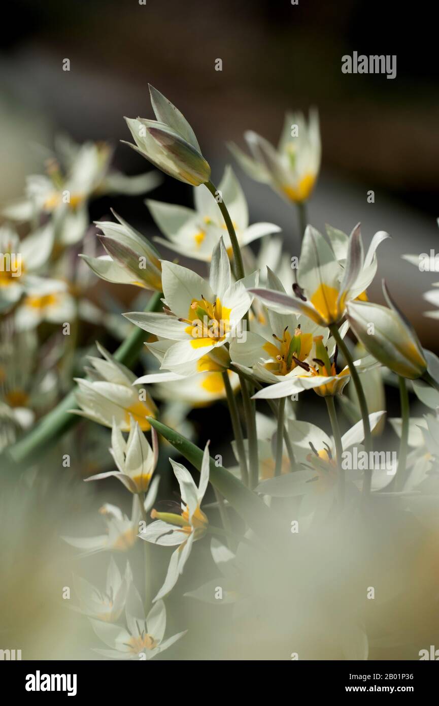 Turkestan tulip, Tulipano selvatico (Tulipa turkestanica), fioritura Foto Stock