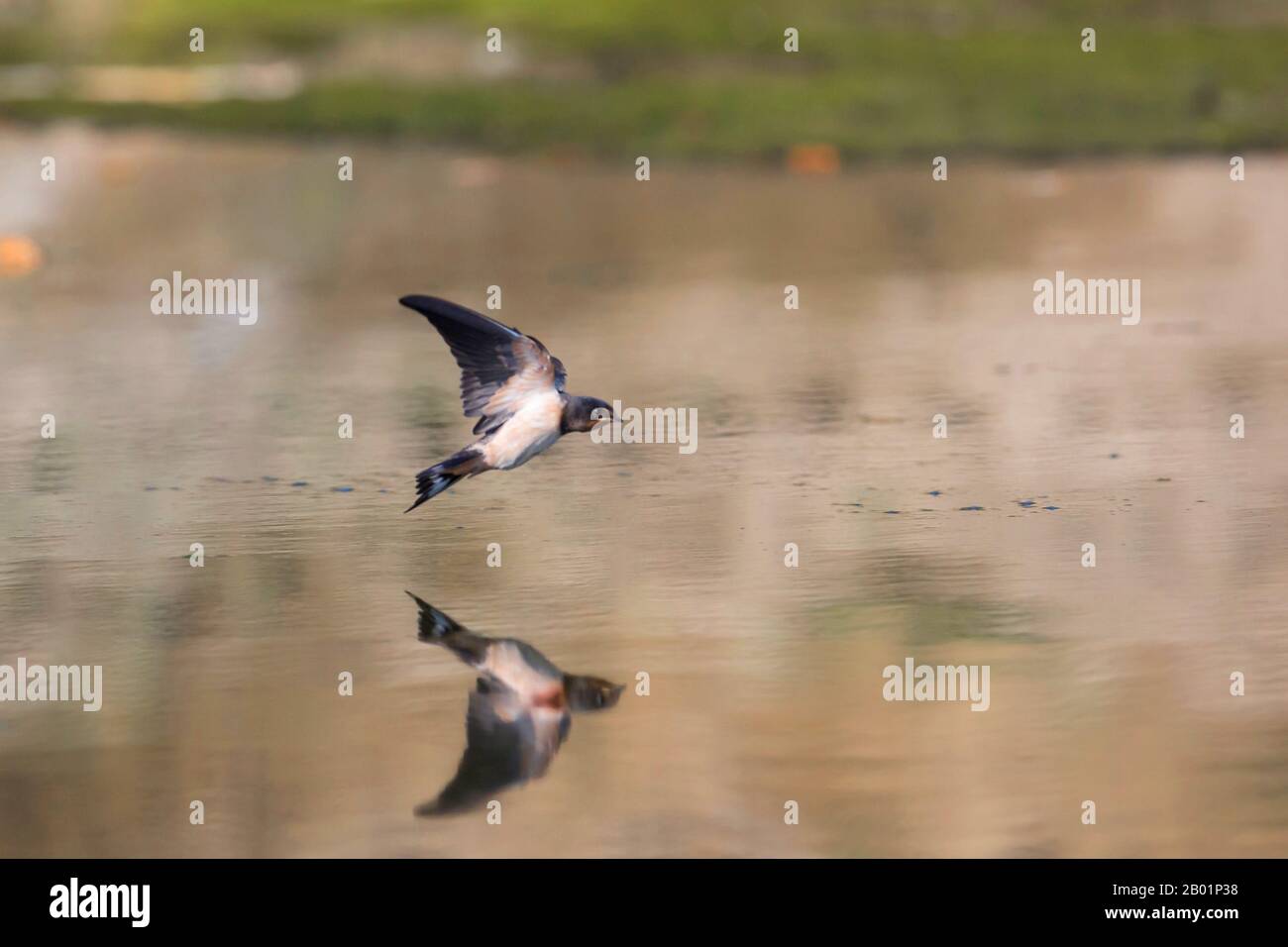 Fienile rondine (Hirundo rustica), giovane uccello che vola sulla superficie dell'acqua, immagine specchio, Germania, Baviera, Niederbayern, Bassa Baviera Foto Stock Fienile rondine (Hirundo rustica), giovane uccello che vola sulla superficie dell'acqua, immagine specchio, Germania, Baviera, Niederbayern, Bassa Baviera Foto Stock