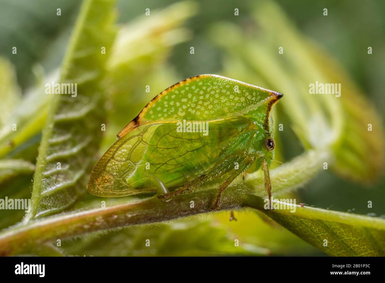 Buffalo Treehopper (Stictocephala bisonia, Ceresa bisonia), seduto su un fusto a foglia, vista laterale, Germania Foto Stock