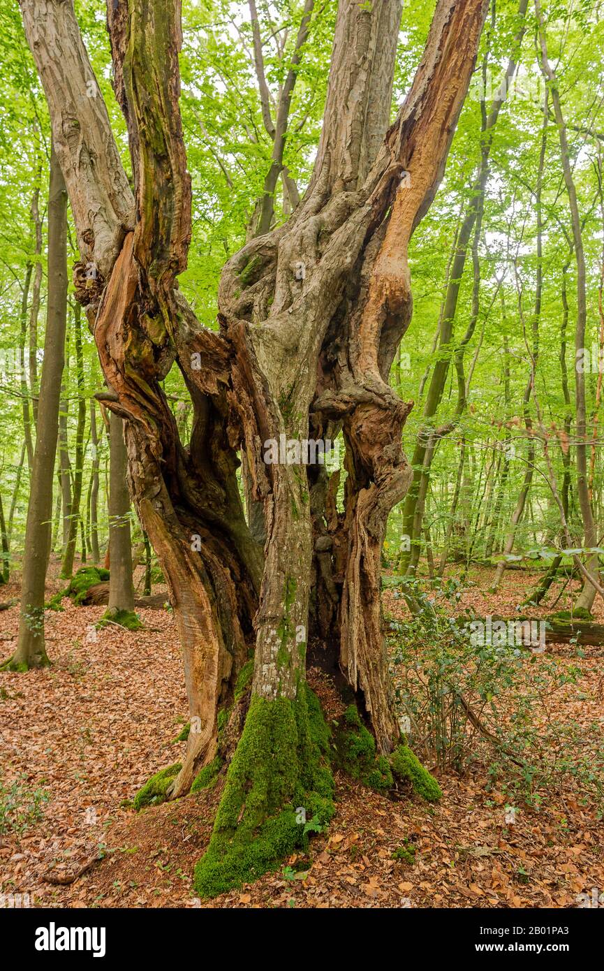 Carpino comune, carpino europeo (Carpinus betulus), vecchio albero in Urwald Hasbruch, Brema, NSG Hasbruch Foto Stock