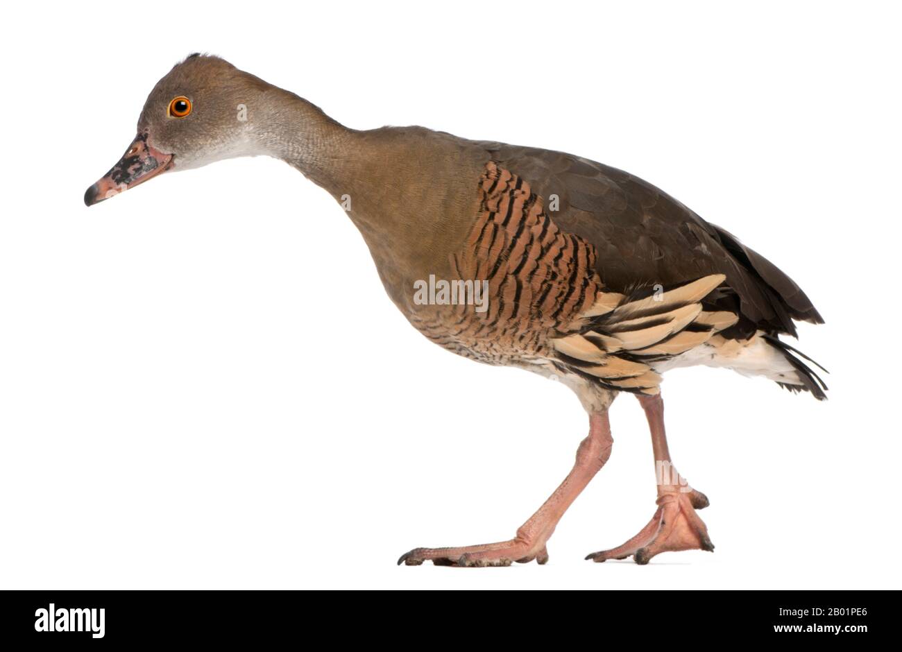 Fulvous Whistling Duck, Dendrocygna bicolore, di fronte a sfondo bianco Foto Stock