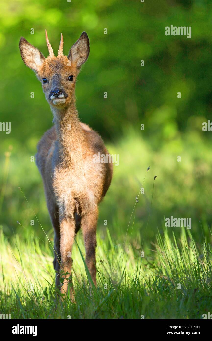 Capriolo (Capreolo capriolo), capriolo giovane in una radura forestale, vista frontale, Belgio, Viroinvallei, Dourbes Foto Stock