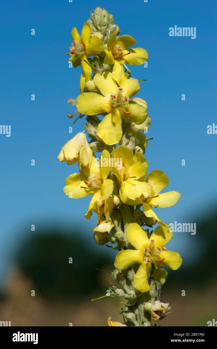 Mullein bianco, mullein scuro (Verbascum lychnitis), giallo in fiore, Germania Foto Stock
