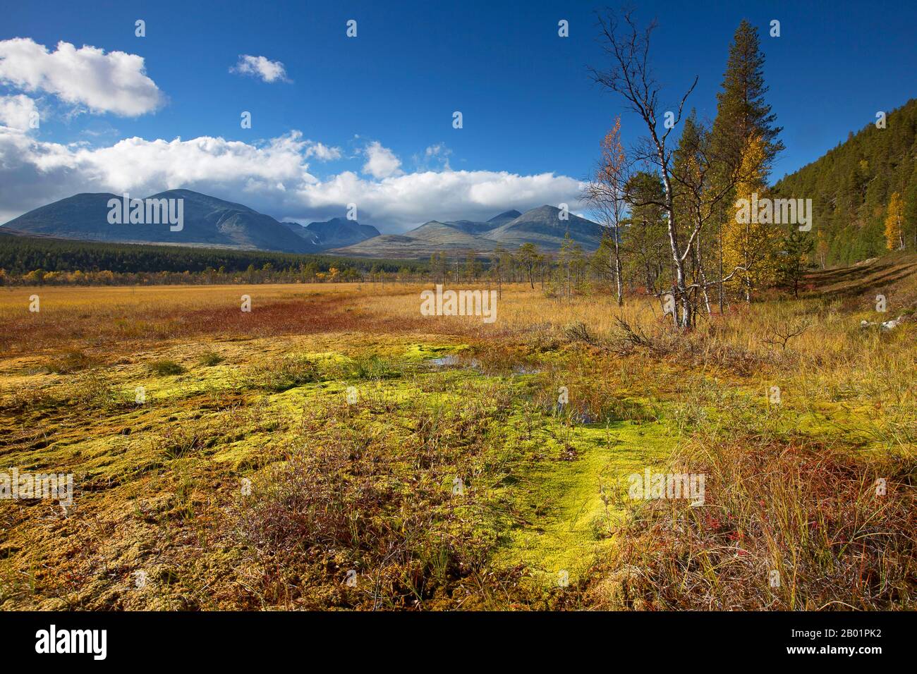 Betulla liscia nana, betulla nana, betulla nana (Betula nana), parco Nazionale Rondane in autunno, Norvegia, Ottavalen, Parco Nazionale Rondane Foto Stock
