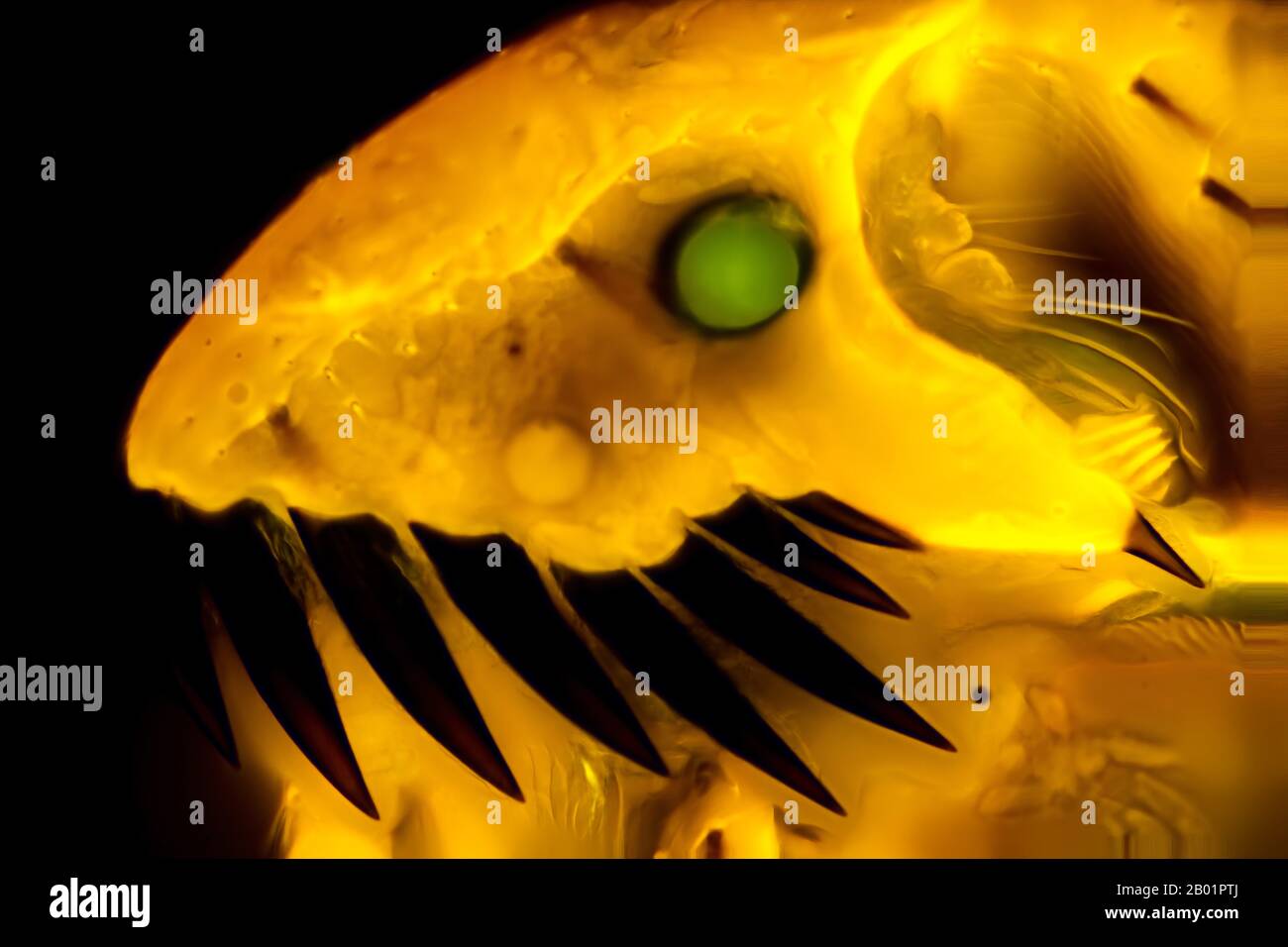 Cat Flea (Ctenocephalides felis), testa di una pulce Cat, microscopia a fluorescenza, Germania Foto Stock
