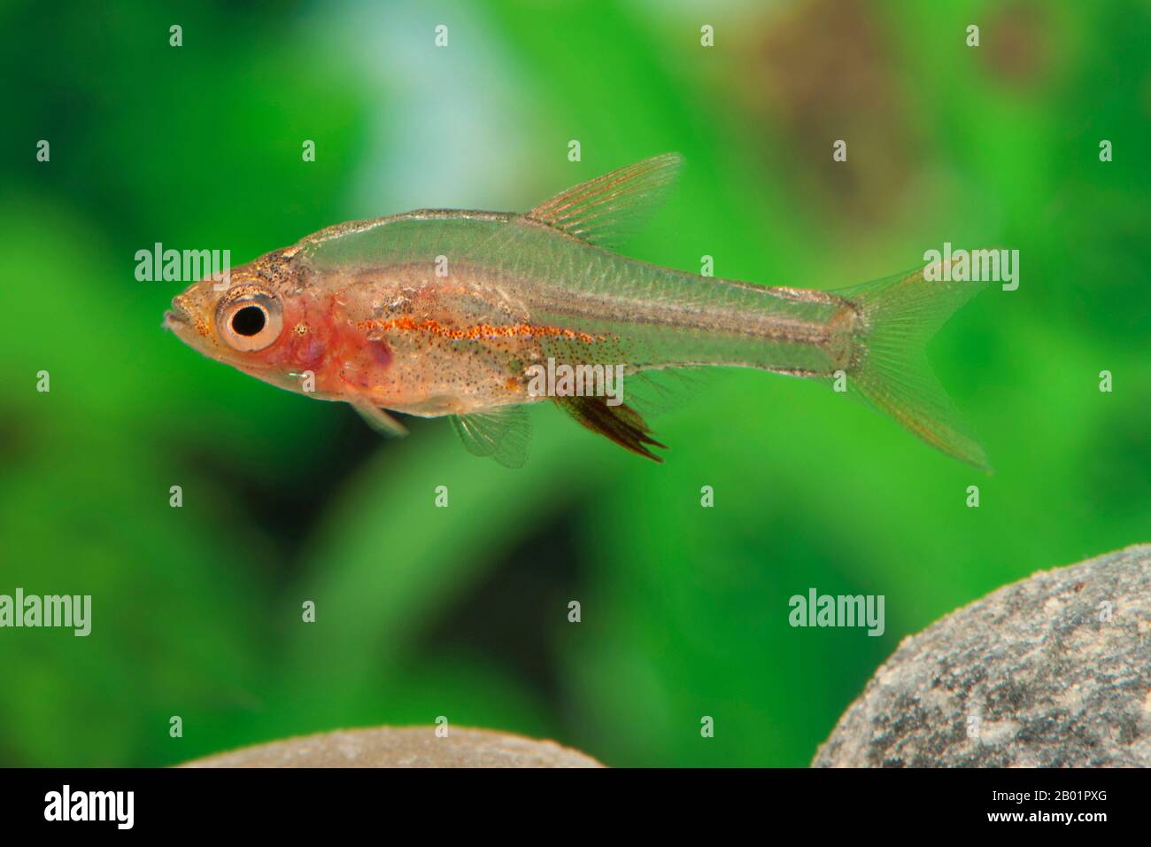 Fuoco di Axlrod Rasbora (Sundadanio axelrodi), razza rossa Foto Stock