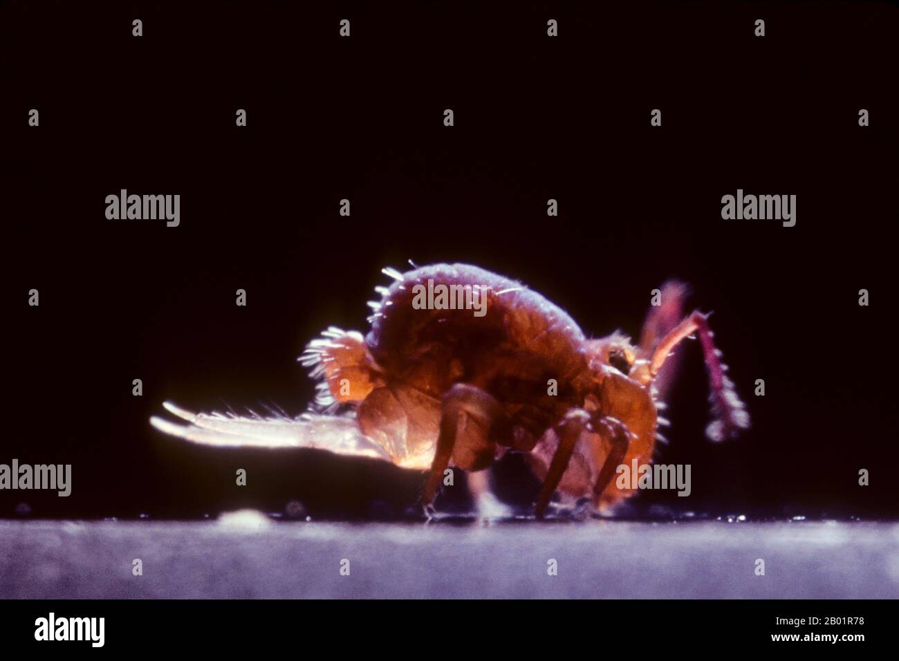 Springtail (Collembola), macro corta di una molla Foto Stock