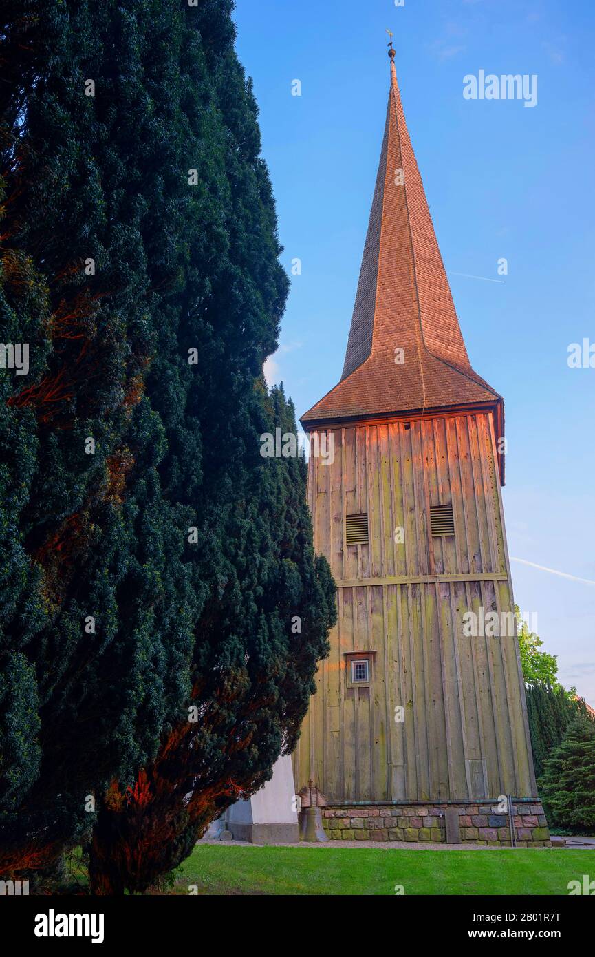 Tasso comune, tasso inglese, tasso europeo (Taxus baccata), tasso di cento anni sul cimitero di Flintbek, chiesa costruita nel 1220, Germania, Schleswig-Holstein, Flintbek Foto Stock