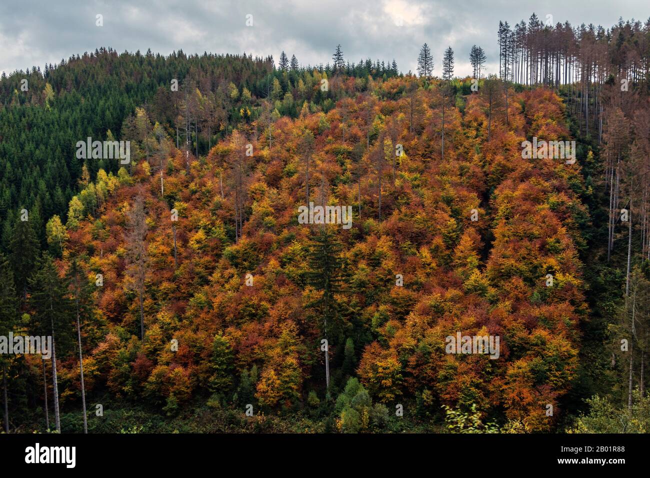 Foresta mista tra foreste di conifere danneggiate in autunno, Germania, Bassa Sassonia, Parco Nazionale di Harz Foto Stock