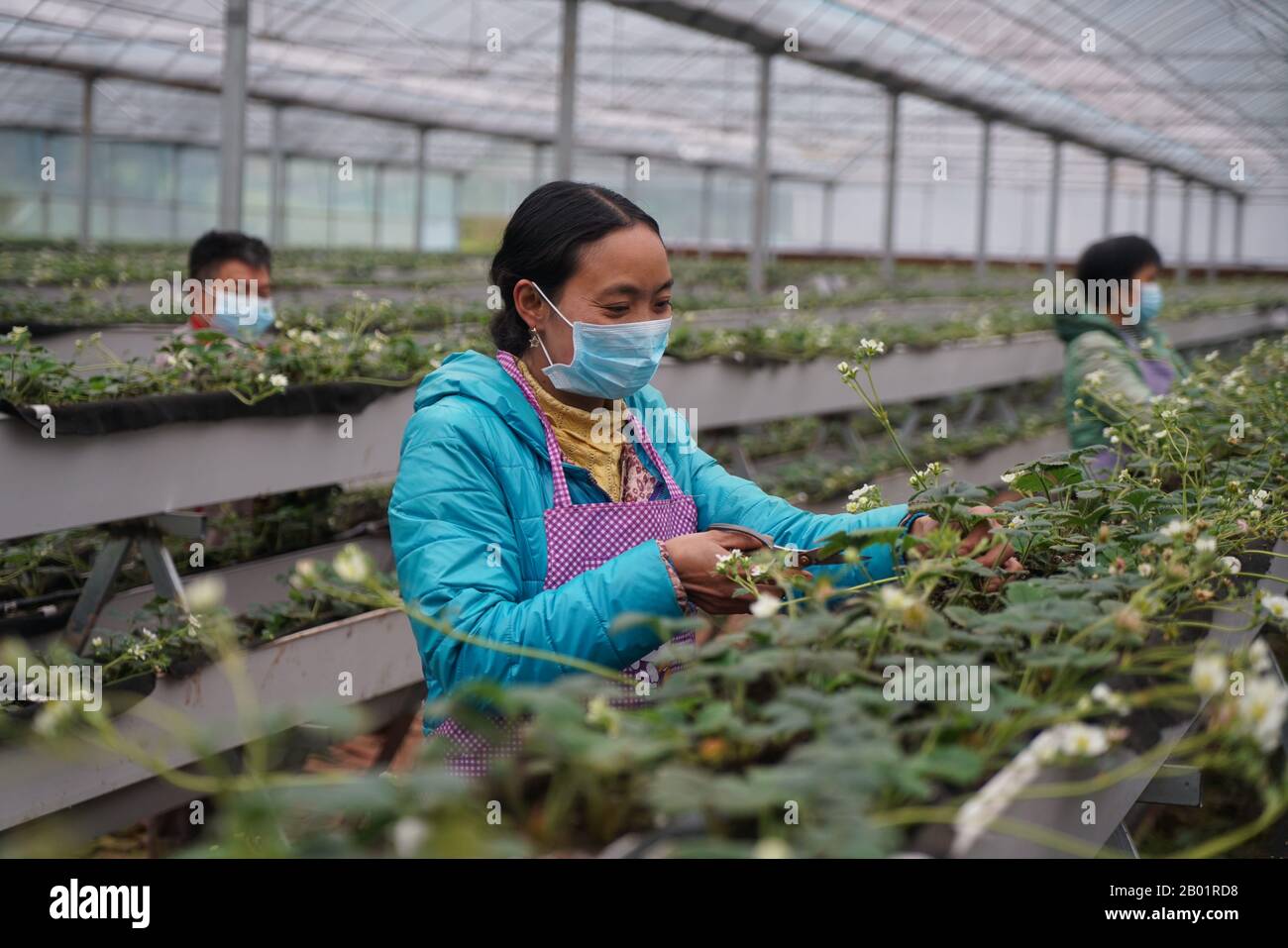 Zunyi, La Provincia Cinese Di Guizhou. 18th Feb, 2020. Gli abitanti del villaggio lavorano nel campo delle fragole nella città di Chishui, nella provincia di Guizhou nella Cina sud-occidentale, 18 febbraio 2020. Gli abitanti di un villaggio in tutta la Cina sono stati impegnati a svolgere la produzione agricola di recente, come il tempo si riscalda. Credito: Zhang Peng/Xinhua/Alamy Live News Foto Stock