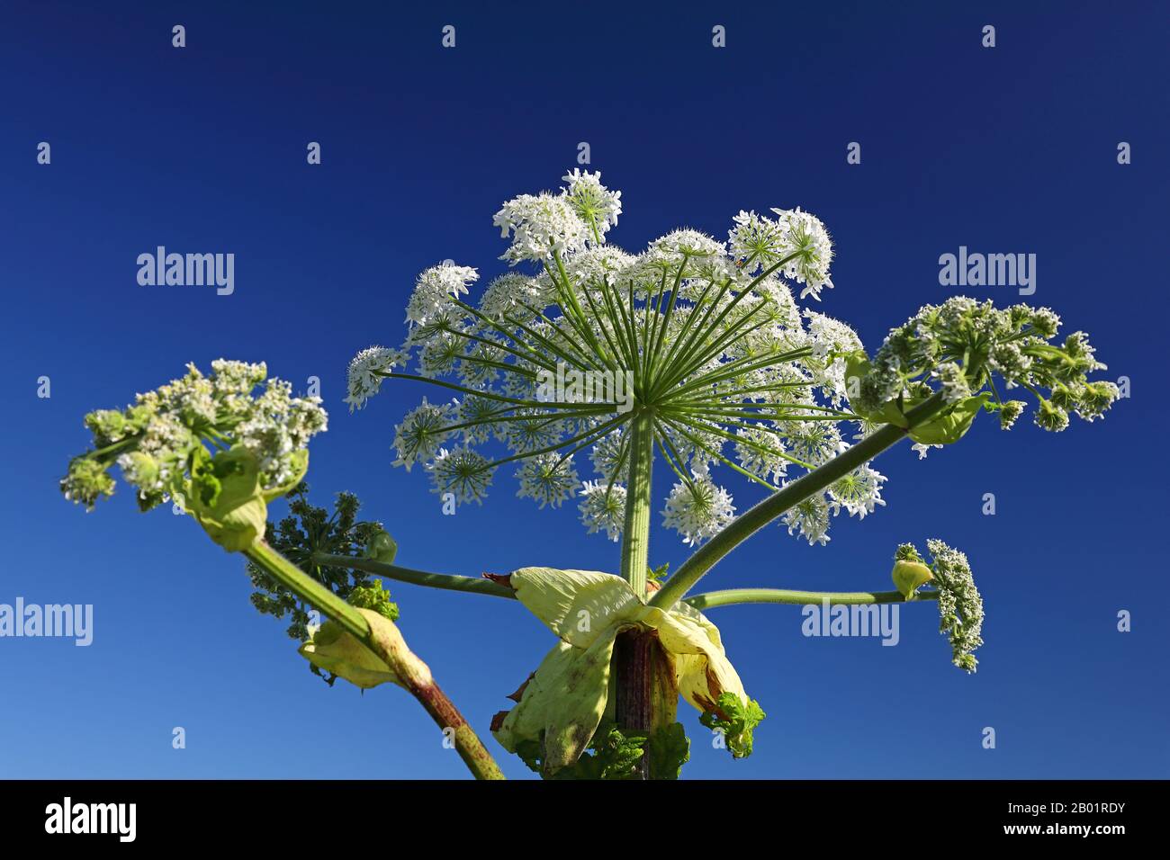 Hogweed gigante (Heracleum mantegazzianum), infiorescenza, Paesi Bassi, Frisia Foto Stock
