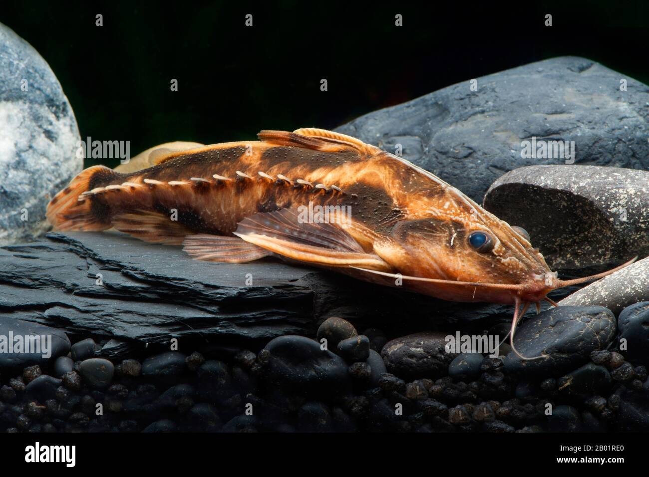 Raphael Catfish gigante (Megalodoras uranoscopus), ritratto Foto Stock
