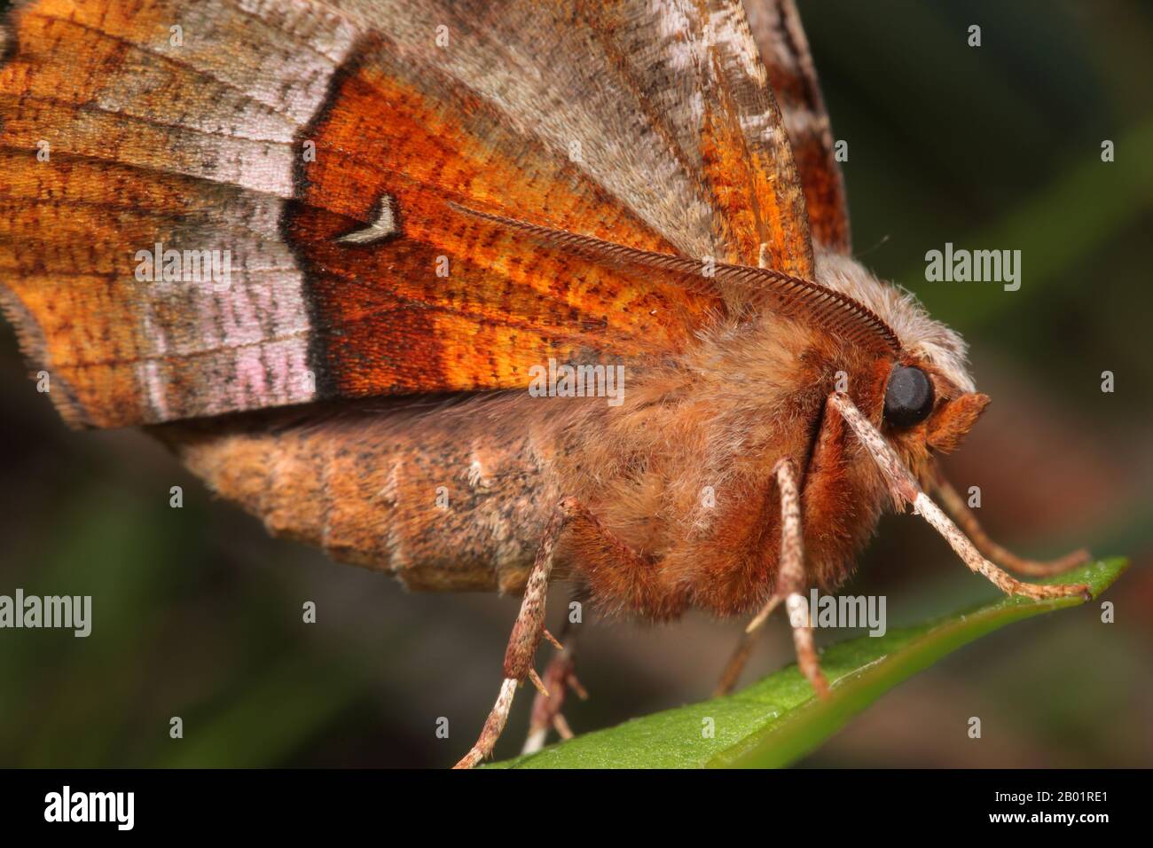 Thorn viola, Lunar Thorn (Selenia tetralunaria), si trova su una lama di erba, Germania Foto Stock