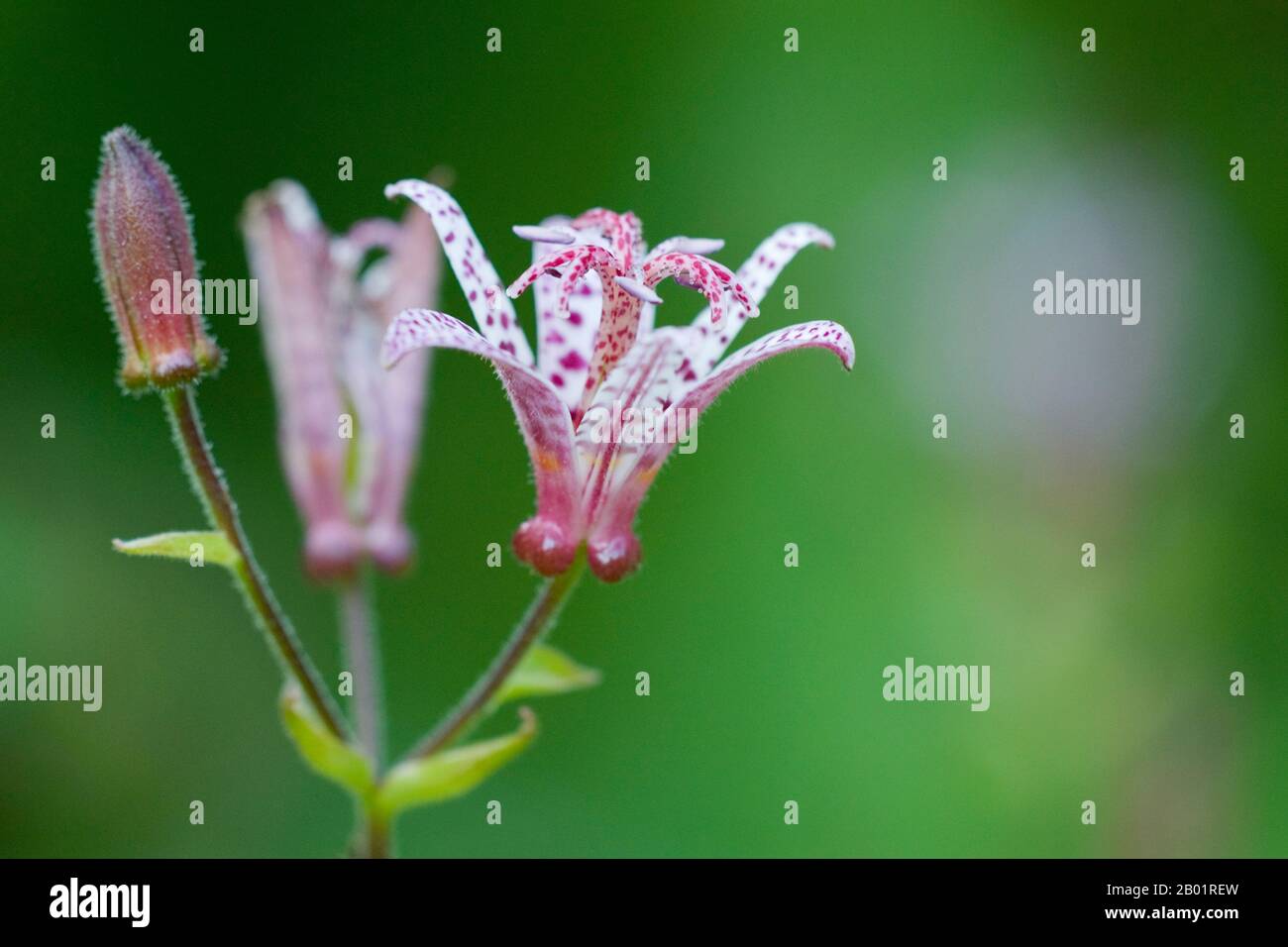 Toad lily (Tricyrtis hirta, Tricyrtis japonica), fiori Foto Stock