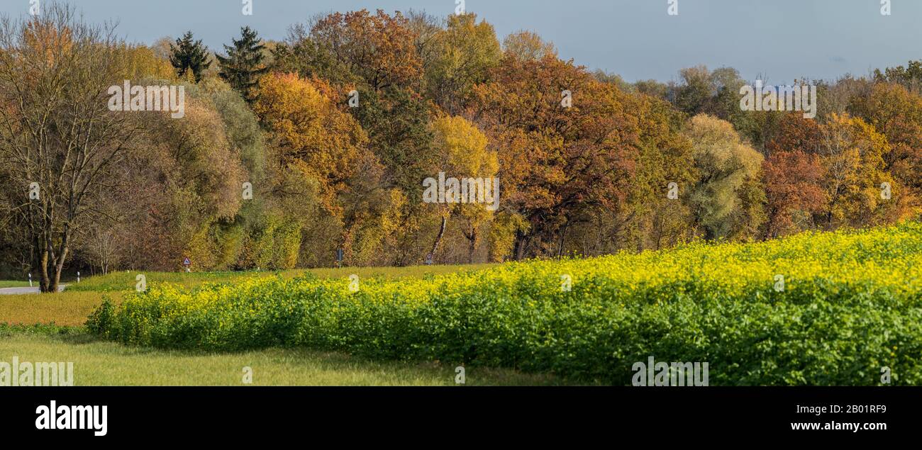 Paesaggio autunnale vicino a Moosburg, Germania, Baviera, Moosburg Foto Stock