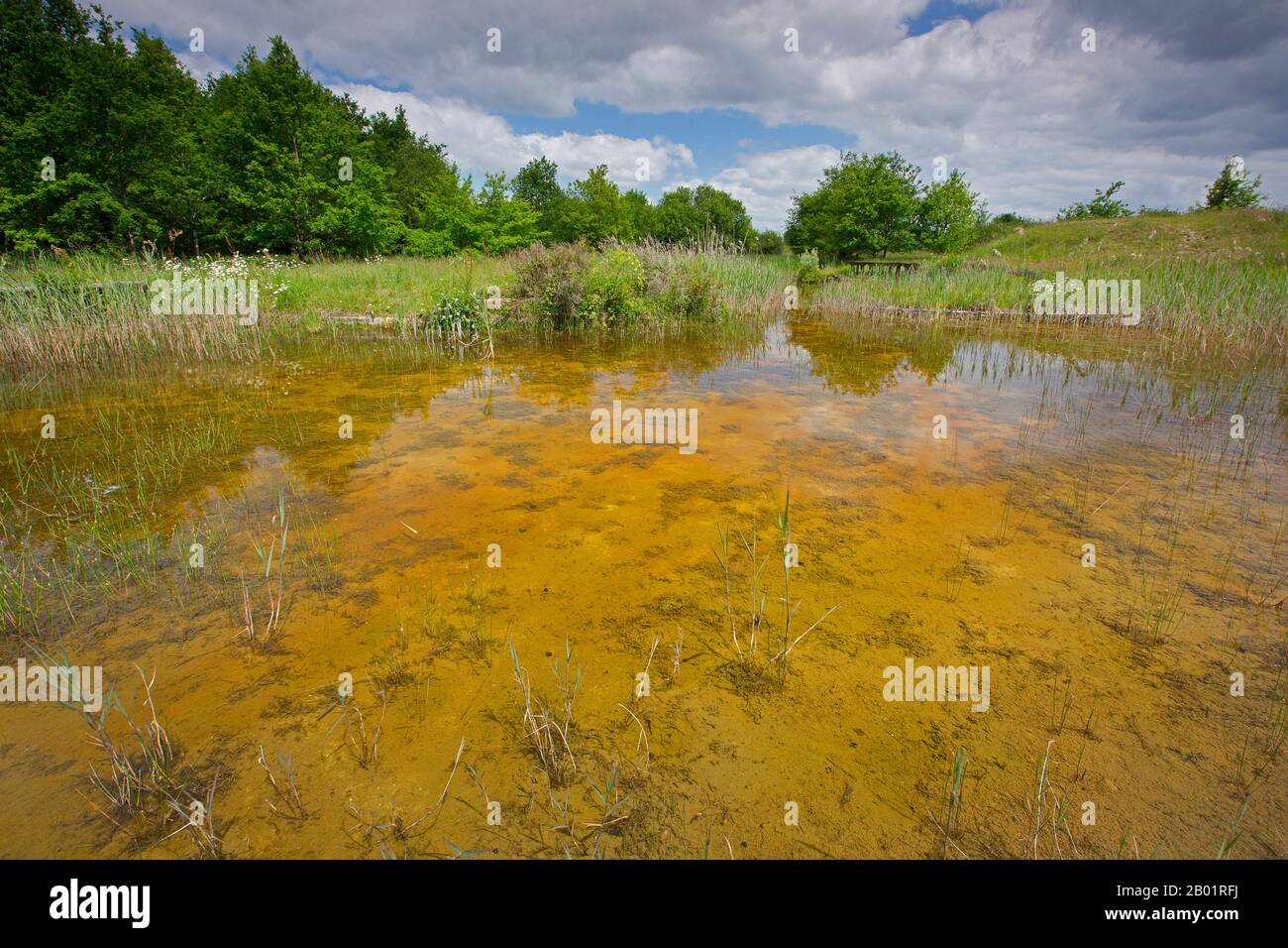 Zona Umida A La Brenne, Francia, Indre, La Brenne Foto Stock