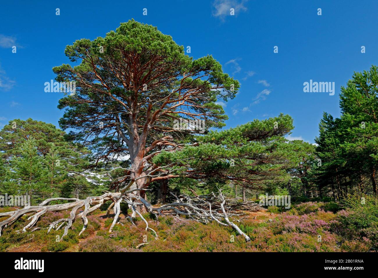 Pino scotch, pino scozzese (Pinus sylvestris), pino vecchio con radici scoperte nel brughiera in fiore, Regno Unito, Scozia, Cairngorms National Park Foto Stock