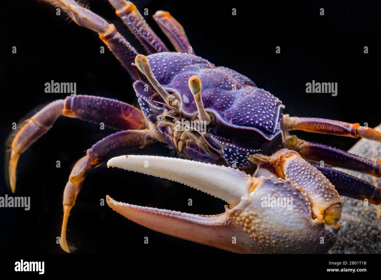 Fiddler Crab, European Fiddler Crab, Barrilete (Afruca Tangeri), Maschile Foto Stock