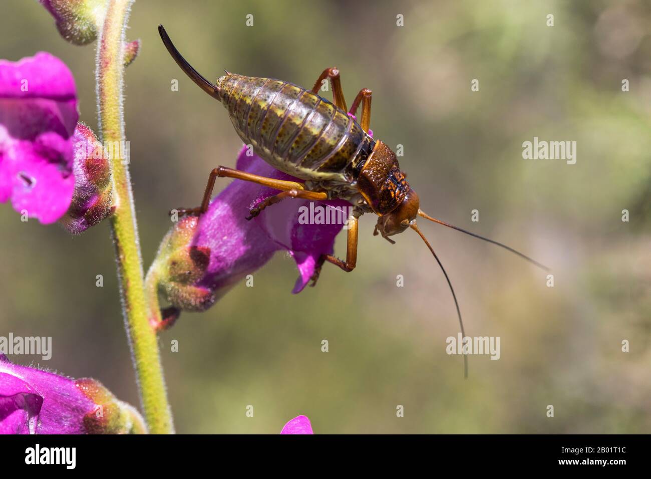 Cricket bush con supporto ruvido, bush-cricket con supporto Rough (Uromenus rugosicollis, Ephippiger rugosicollis), seduto su un fiore, vista dall'alto, Spagna, Katalonia Foto Stock