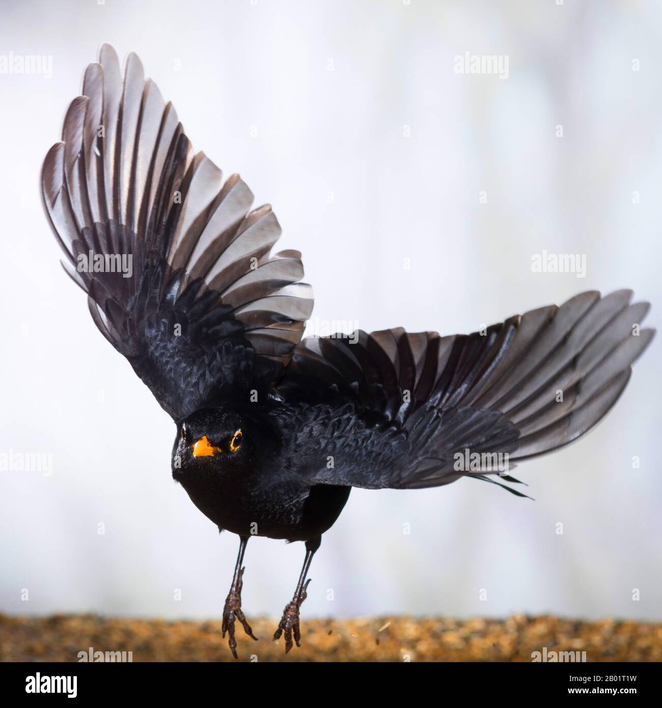 Blackbird (Turdus merula), volante maschile, Germania Foto Stock
