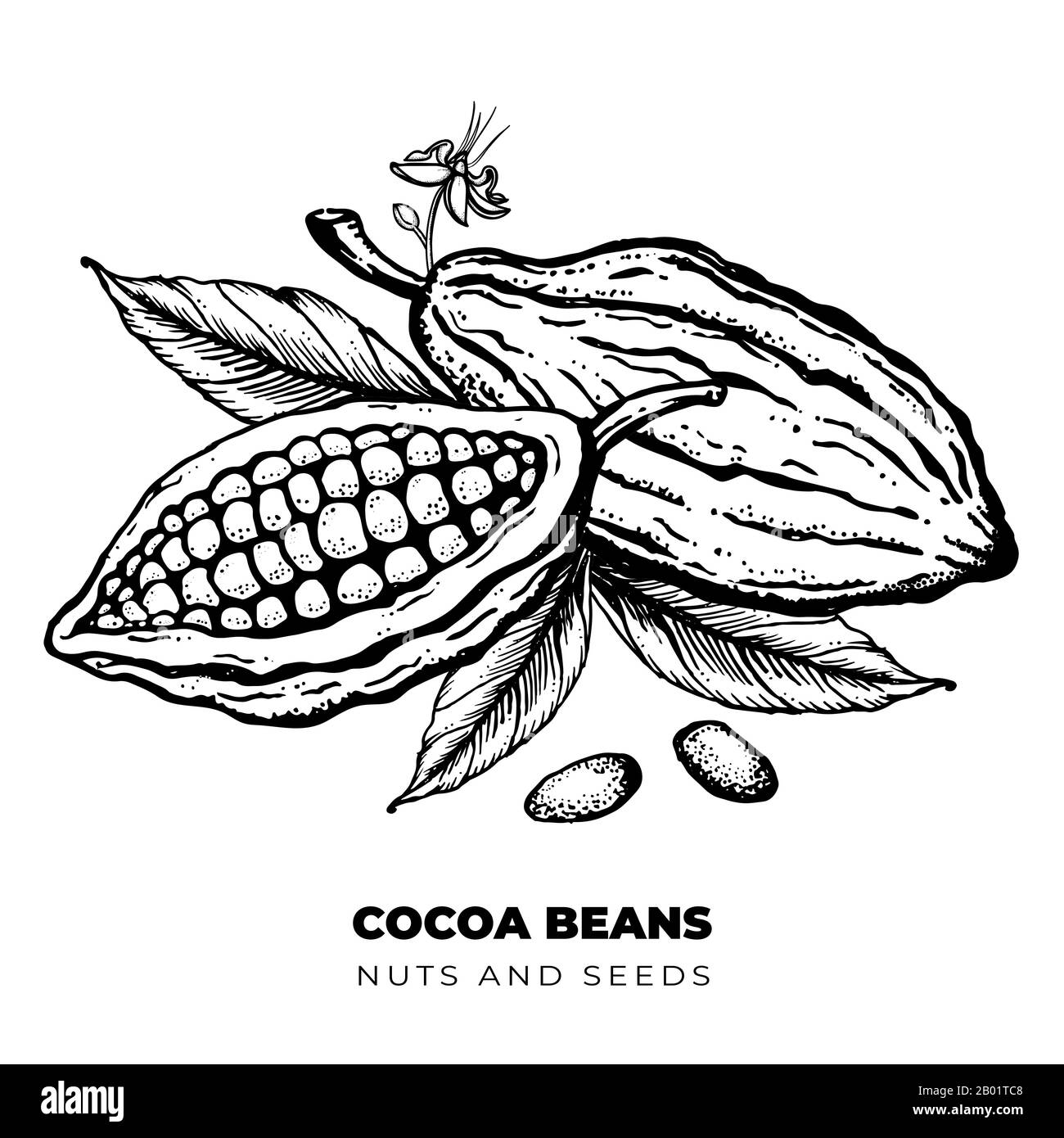 Fave di cacao Disegno Inciso A Mano disegno di disegno di stile Illustrazione Vettoriale