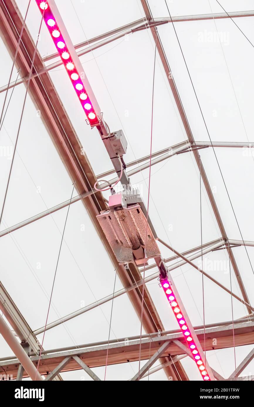 Sistema di illuminazione a LED utilizzato per la crescita di piante e ortaggi all'interno di una serra olandese Foto Stock