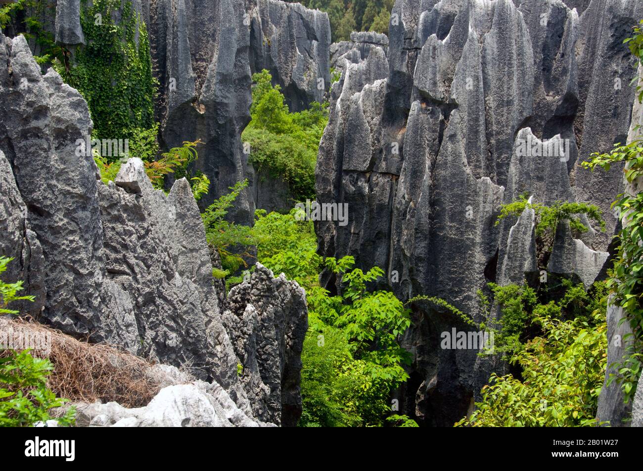 Cina: Stone Forest (Shilin), Shilin Yi Autonomous County, Yunnan Province. Shilin (la Foresta di pietra) è una fantasia ultraterrena di formazioni calcaree contorte che compongono il più grande labirinto di pietra naturale del mondo. I geologi affermano che le strutture hanno avuto origine 200 milioni di anni fa con l'interazione di calcare, acqua marina, acqua piovana e sconvolgimenti sismici. I bizzarri pinnacoli che ne risultarono sono del tipo distintivo di calcare chiamato carsico, la stessa geologia che si trova a Guilin. Foto Stock