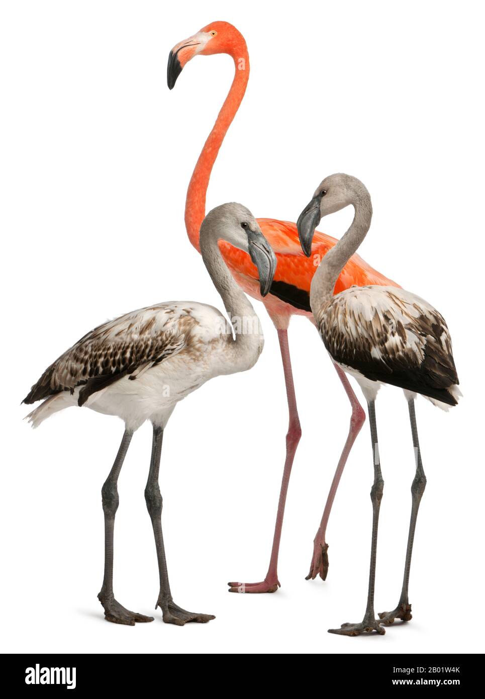 Flamingo maggiore, Fenicopterus roseus, 8 mesi, e Flamingo americano, Fenicopterus ruber, 10 anni, di fronte a sfondo bianco Foto Stock