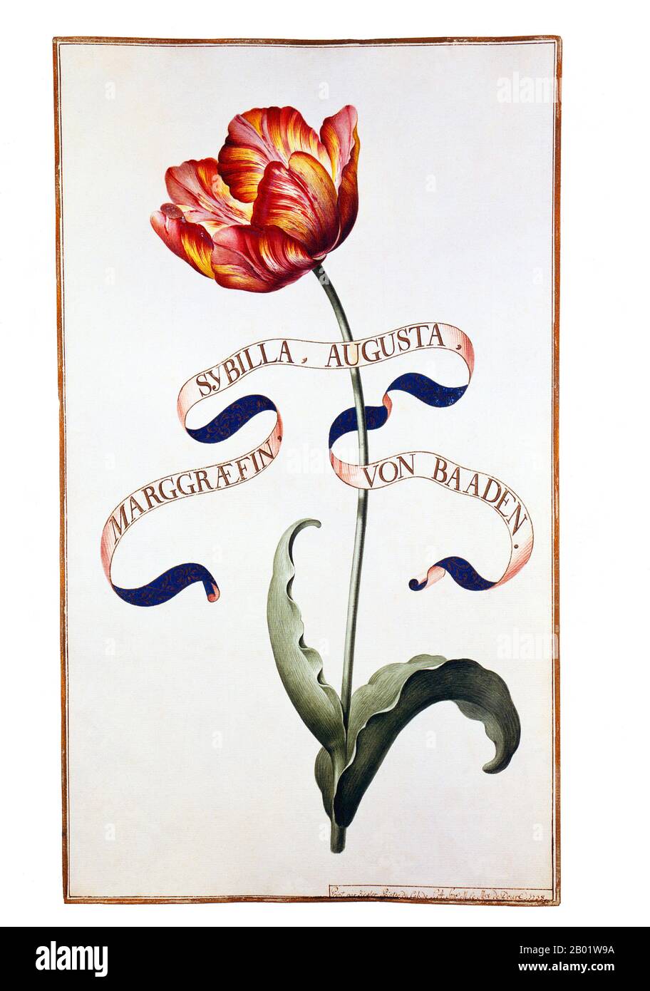 Germania: Tulip "Sybilla Augusta Marggraefin Von Baaden". Pittura ad acquerello dal Karlsruhe Tulpenbuch, 1730. Karlsruhe in Germania meridionale fu fondata dal margravio Carlo Guglielmo di Baden-Durlach nel 1715. Visse nel castello di Karlsruhe i cui giardini barocchi erano disposti in modo concentrico e i 32 viali che si irradiavano dalla torre centrale diedero origine alla forma circolare della città. Il Karlsruhe Tulpenbuch contiene alcune magnifiche immagini dipinte a mano di tulipani, così come altri fiori. Foto Stock