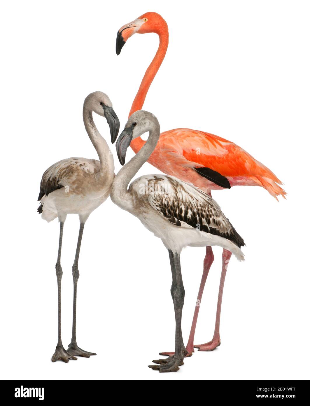 Flamingo maggiore, Fenicopterus roseus, 8 mesi, e Flamingo americano, Fenicopterus ruber, 10 anni, di fronte a sfondo bianco Foto Stock