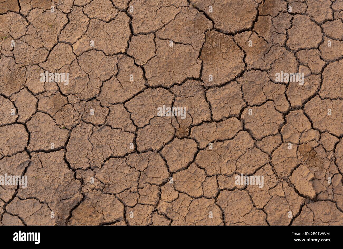 Fango secco e incrinato causato dal cambiamento climatico. Foto Stock