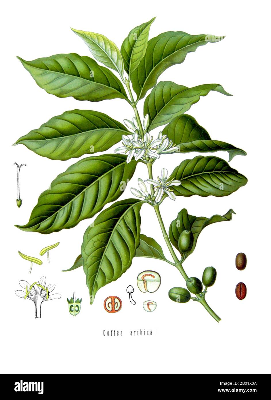 Yemen/Etiopia: Coffea arabica - la pianta del caffè. Illustrazione dal Medizinal-Pflanzen di Franz Eugen Köhler, 1897. Il caffè è una bevanda preparata con un sapore amaro preparato dai semi tostati della pianta del caffè. I chicchi si trovano nelle ciliegie di caffè, che crescono su alberi coltivati in oltre 70 paesi, principalmente nell'America Latina equatoriale, nel sud-est asiatico, nell'Asia meridionale e in Africa. Il caffè verde (non torrefatto) è uno dei prodotti agricoli più commercializzati al mondo. Il caffè può avere un effetto stimolante sull'uomo a causa del suo contenuto di caffeina. È una delle bevande più consumate. Foto Stock