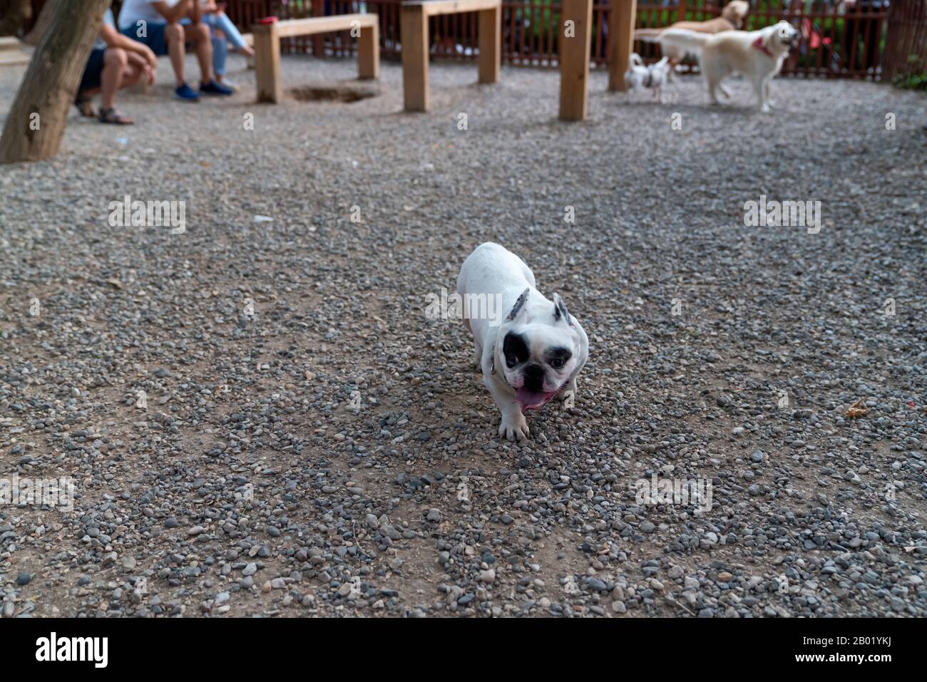 Un cane in un parco giochi per cani Foto Stock