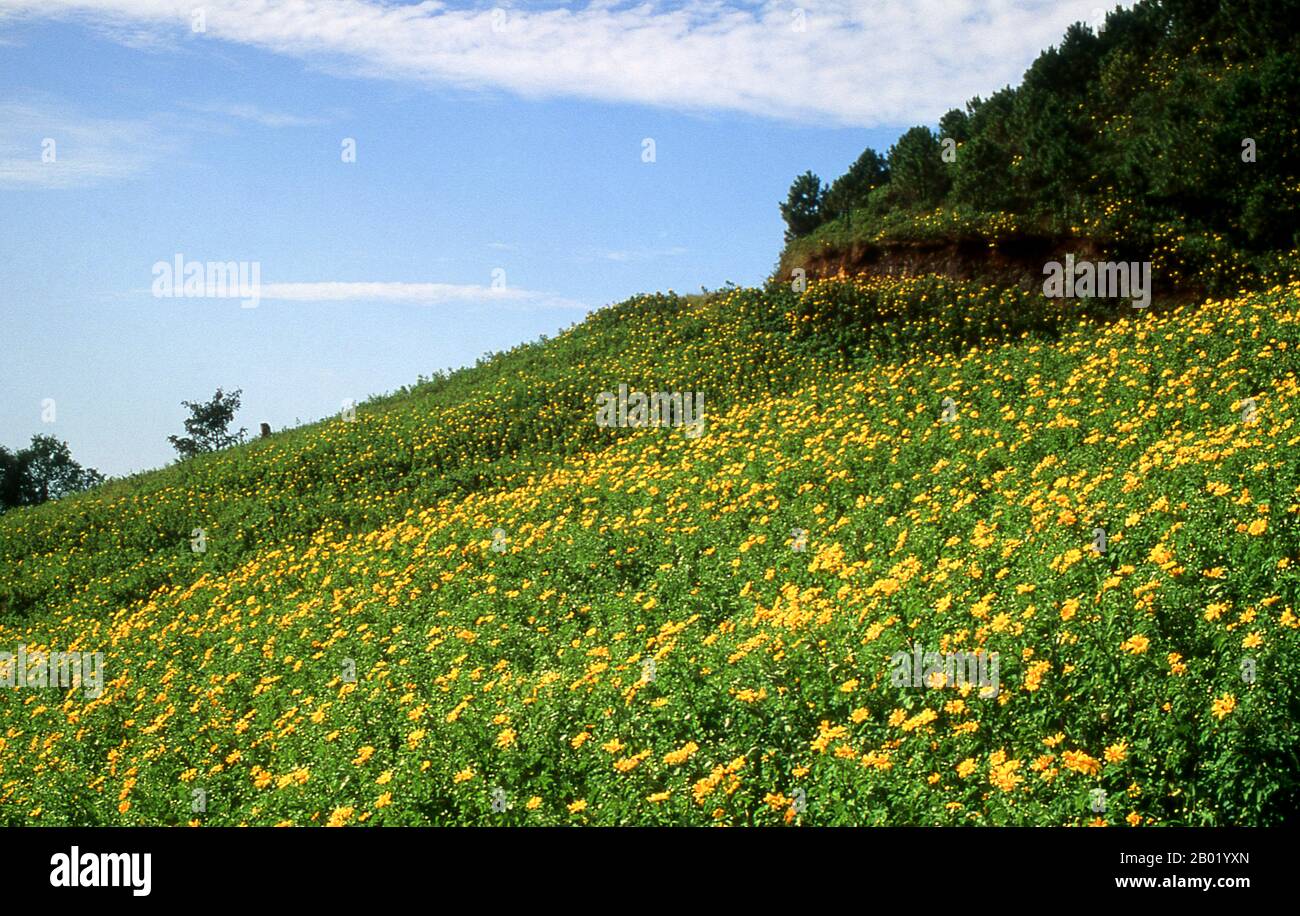 La Titonia diversifolia è una specie di pianta da fiore della famiglia delle Asteraceae comunemente conosciuta come marigold dell'albero, tournesol messicano, girasole messicano, girasole giapponese o crisantemo di Nitobe. È originario del Messico orientale e dell'America centrale, ma ha una distribuzione quasi pantropicale come specie introdotta. A seconda della zona la diversifolia di Titonia può essere annuale o perenne, 2–3 m (6,6–9,8 piedi) in altezza con stocchi verticali e talvolta lignei sotto forma di arbusti boscosi. I fiori sono arancioni. Una volta una delle province più remote della Thailandia, Mae Hong Son è ora di primo livello Foto Stock