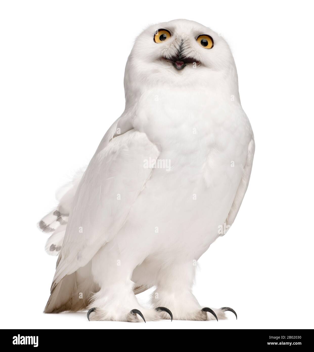 Uomo Snowy Owl, Bubo scandiacus, 8 anni, di fronte a sfondo bianco Foto Stock