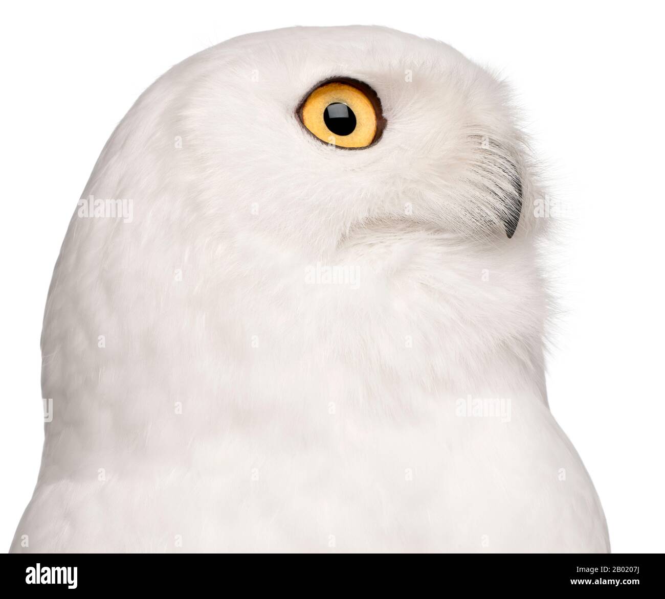 Primo piano di Malè Snowy Owl, Bubo scandiacus, 8 anni, di fronte a sfondo bianco Foto Stock