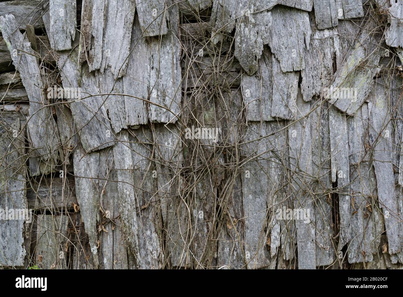 Vecchio e rotto muro di legno con pianta. Foto Stock