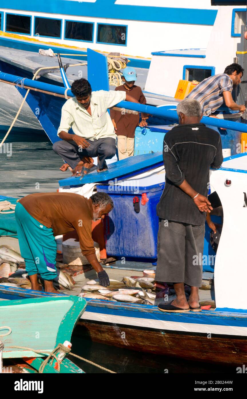 Maldive: Pescatori che controllano le catture nel porto interno, male, Atollo di North male. La nazione più piccola e meno conosciuta dell'Asia, la Repubblica delle Maldive, si trova sparsi da nord a sud attraverso un raggio di 750 chilometri dell'Oceano Indiano, 500 chilometri a sud-ovest dello Sri Lanka. Più di 1000 isole, insieme a innumerevoli banchi e scogliere, sono raggruppate in una catena di diciannove atolli che si estende da un punto a ovest di Colombo a poco a sud dell'equatore. Gli atolli, formati da grandi anelli di corallo basati sulla cresta del sottomarino Laccadive-Chagos, variano notevolmente nelle dimensioni. Foto Stock