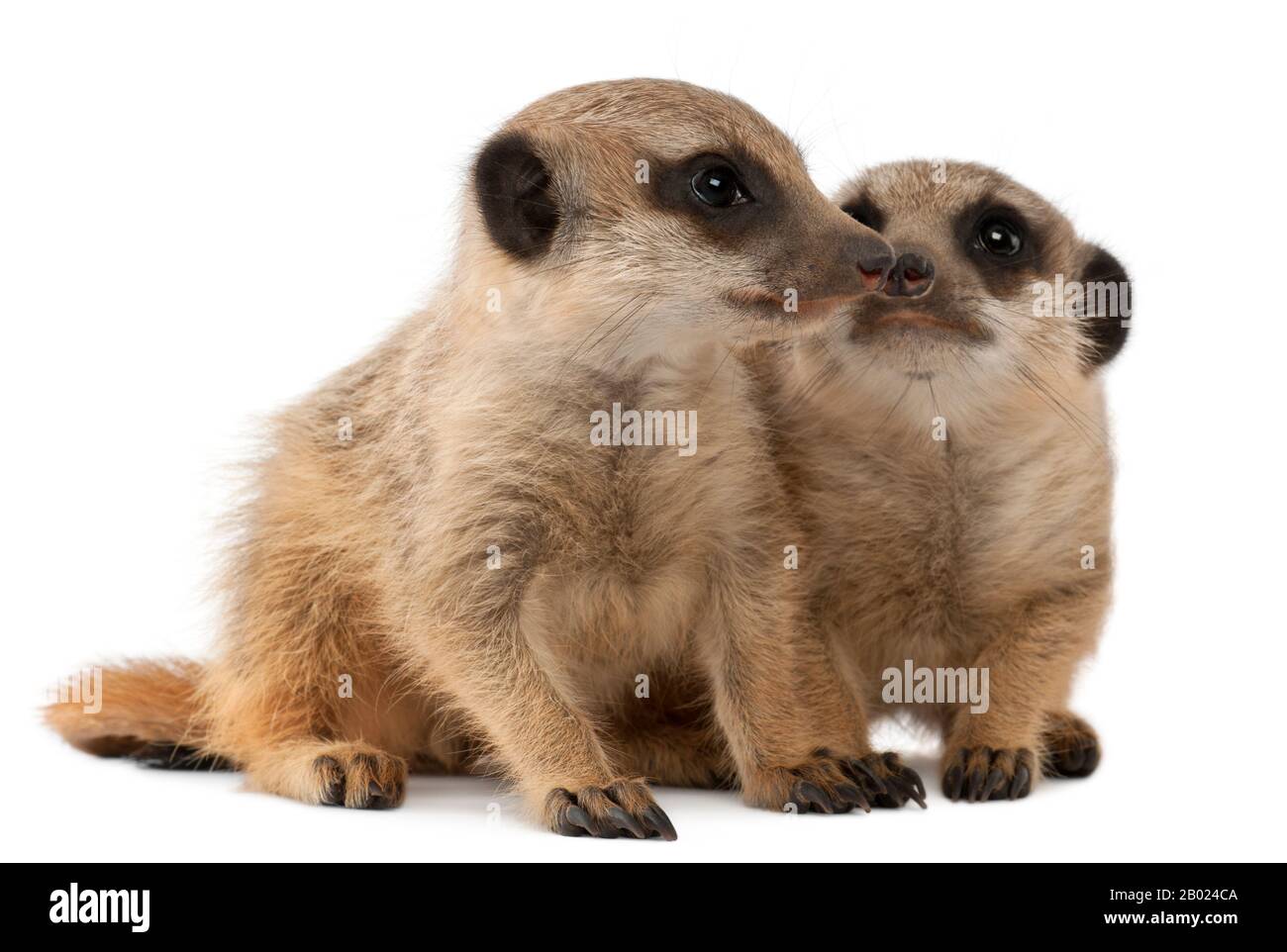 Meerkat o Suricate, Suricata suricatta, madre e il suo bambino, di fronte a sfondo bianco Foto Stock