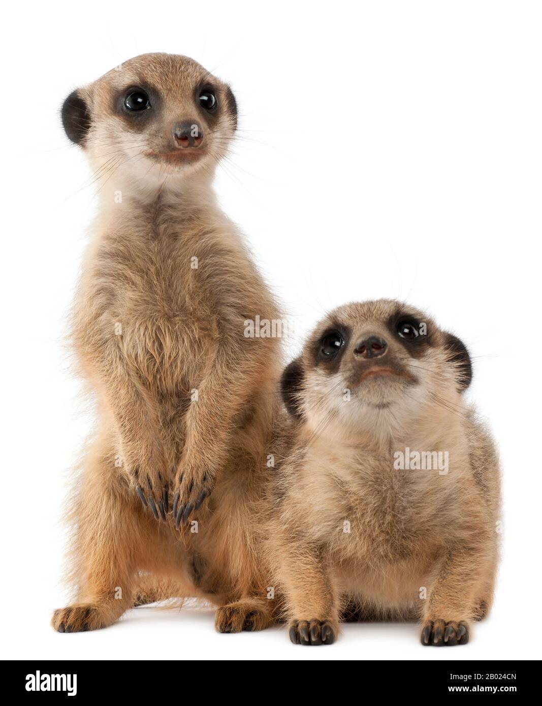 Meerkat o Suricate, Suricata suricatta, madre e il suo bambino, di fronte a sfondo bianco Foto Stock
