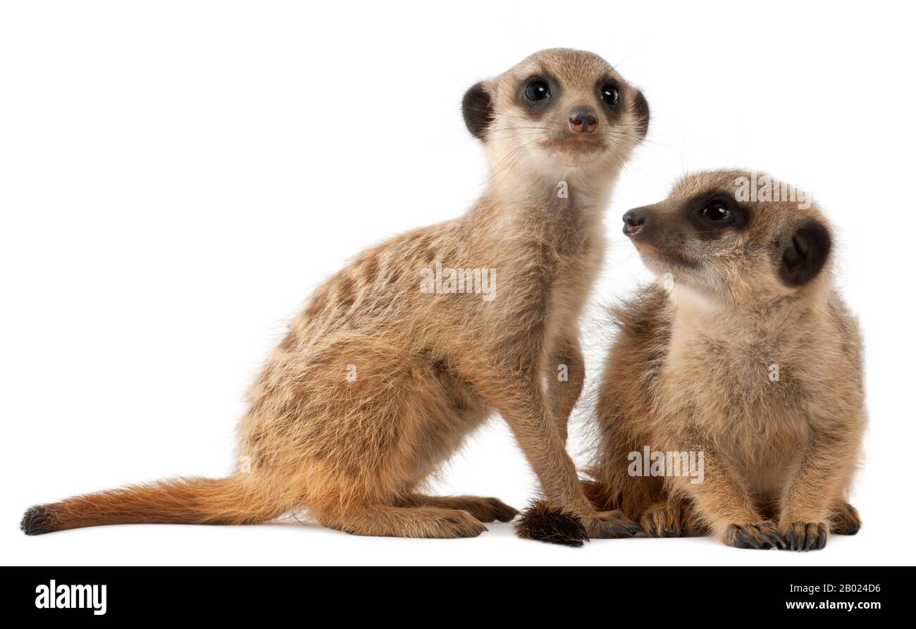 Meerkat o Suricate, Suricata suricatta, madre e il suo bambino, di fronte a sfondo bianco Foto Stock