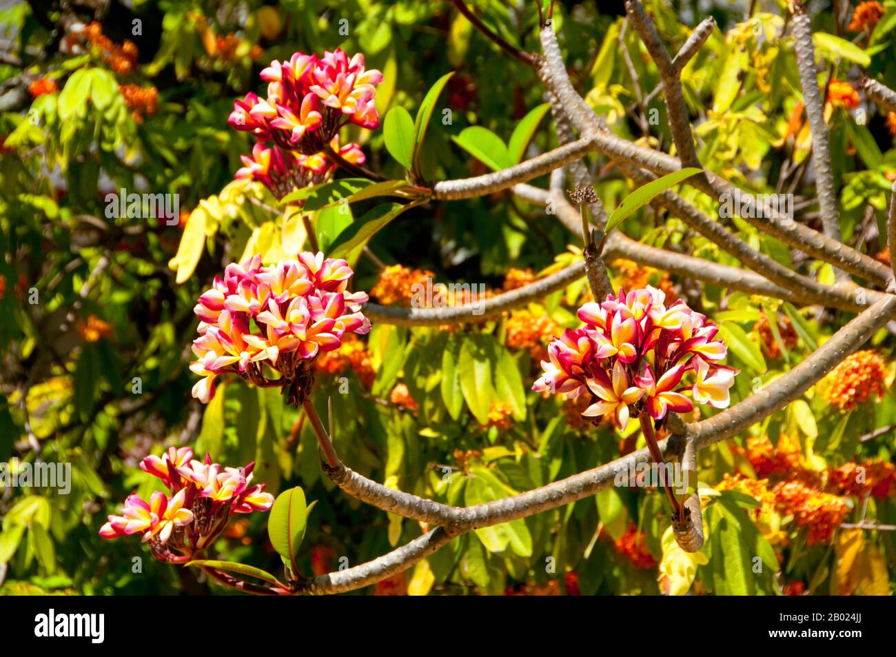 Thailandia: Frangipani (Plumeria) si trova spesso nei complessi di templi buddisti tailandesi, Songkhla. Plumeria (nome comune Frangipani) è un genere di piante da fiore della famiglia dogbane, Apocynaceae. Contiene sette o otto specie di arbusti prevalentemente decidui e piccoli alberi. Sono nativi dell'America centrale, del Messico, dei Caraibi e del Sud America fino al Brasile, ma sono stati diffusi in tutto il mondo tropico. Il nome Leelawadee (originario del thailandese) si trova occasionalmente. Foto Stock