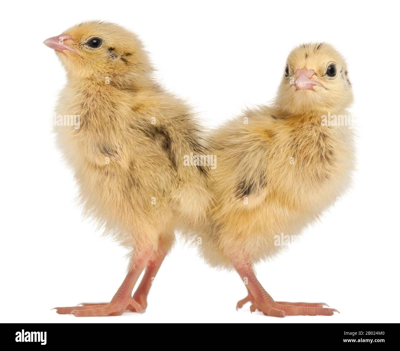 Due le quaglie giapponesi, noto anche come Coturnix Quaglia, coturnix japonica, 3 giorni di età, di fronte a uno sfondo bianco Foto Stock