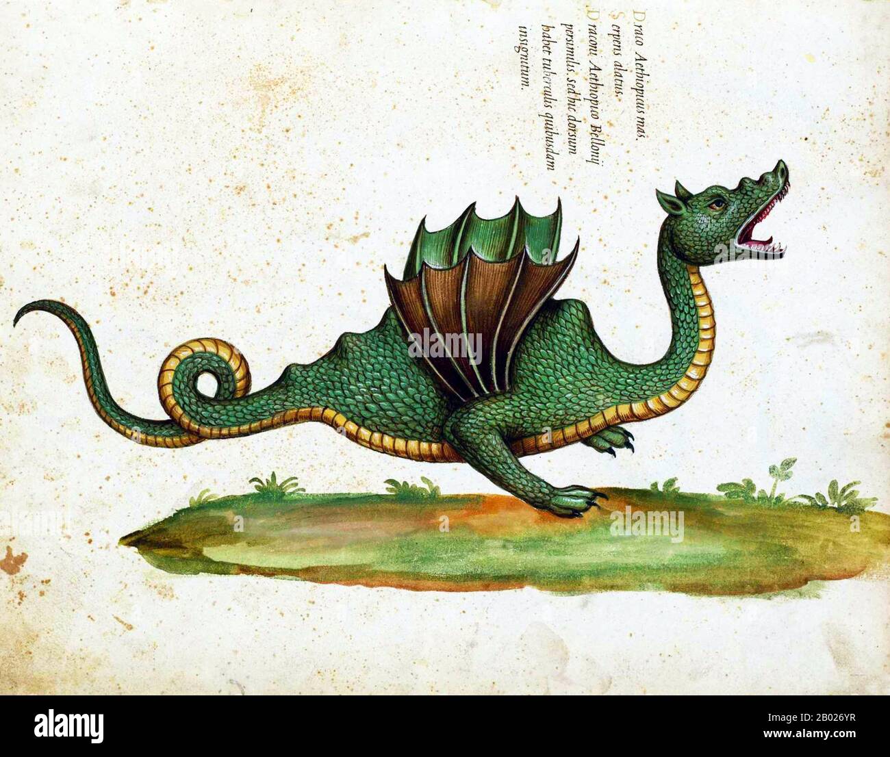 Italia: "Draco Aethiopicus Mas (Ethiopian male Dragon)". Illustrazione di Ulisse Aldrovandi (11 settembre 1522 - 4 maggio 1605), c. 1640. Ulisse Aldrovandi era un naturalista italiano, la forza motrice dietro il giardino botanico di Bologna, uno dei primi in Europa. Carolus Linneo e il conte di Buffon lo consideravano il padre degli studi di storia naturale. Viene solitamente chiamato Aldrovandus, specialmente nella letteratura più antica; il suo nome in italiano è ugualmente dato come Aldroandi. Nel corso della sua vita avrebbe assemblato uno dei più spettacolari armadi di curiosità. Foto Stock