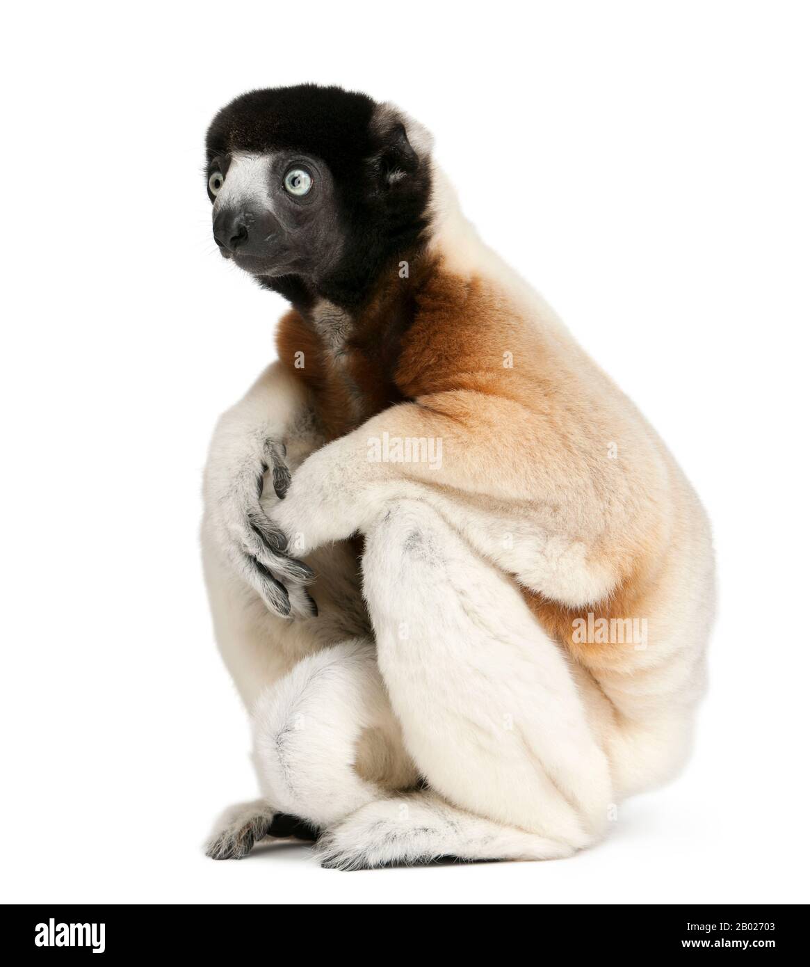 Cowned Sifaka, Propithecus coronatus, 14 anni, seduta di fronte a sfondo bianco Foto Stock