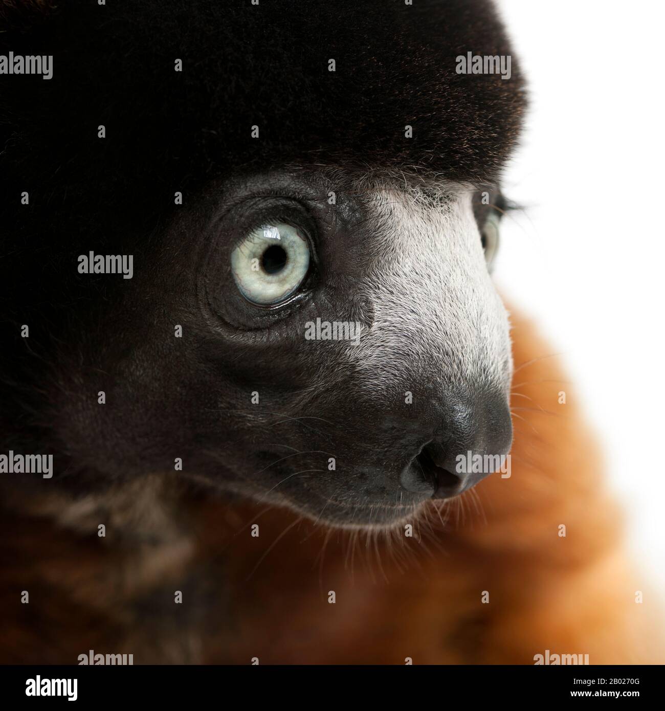 Cowned Sifaka, Propithecus coronatus, 14 anni, di fronte a sfondo bianco Foto Stock