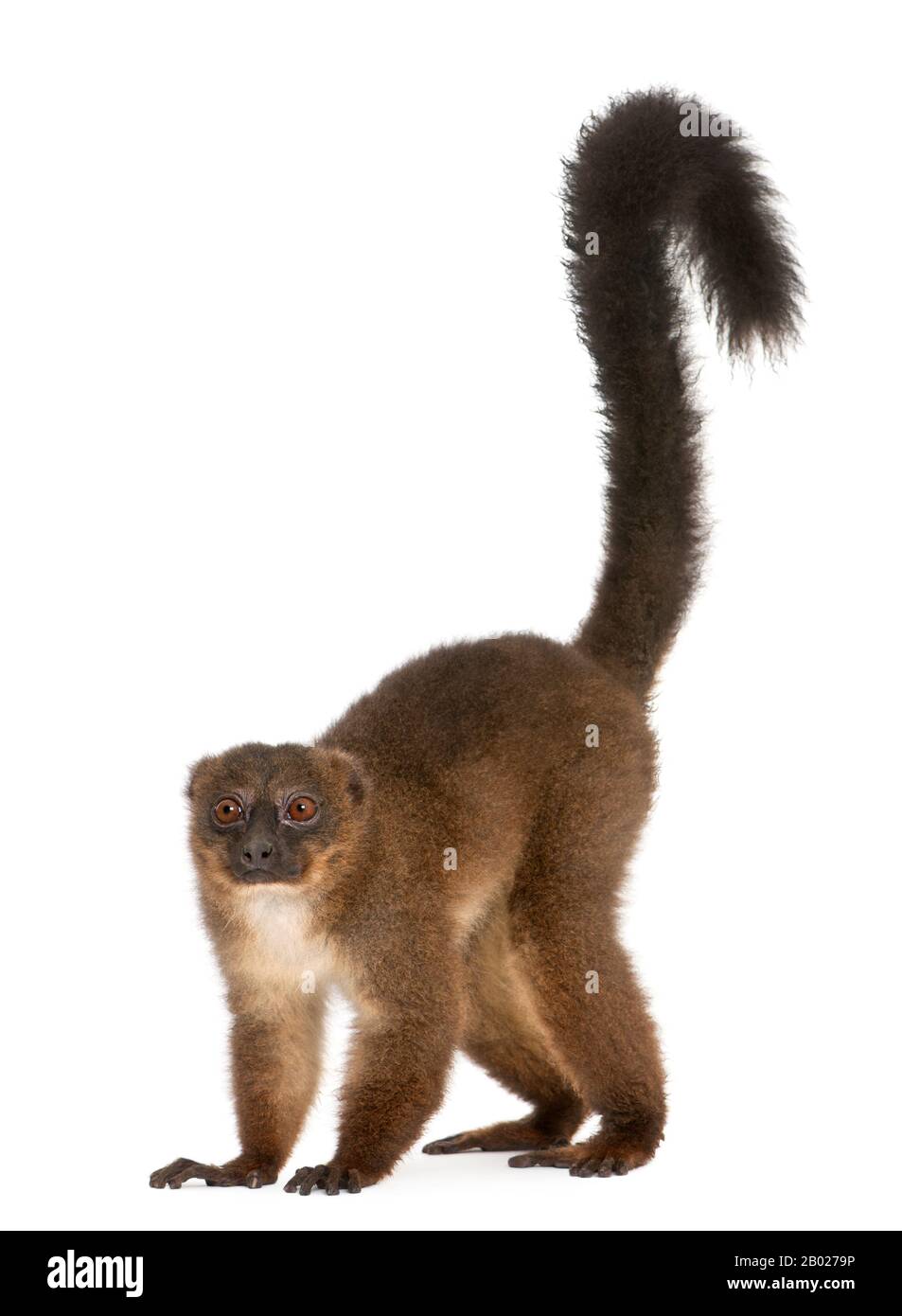 Lemu rosso-belled, Eulemur rubventer, 21 anni, di fronte a sfondo bianco Foto Stock